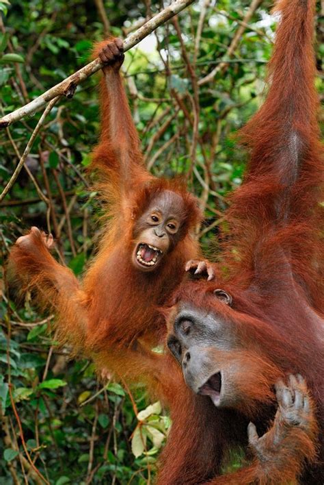 meow now | Bornean orangutan, Orangutan, Baby orangutan