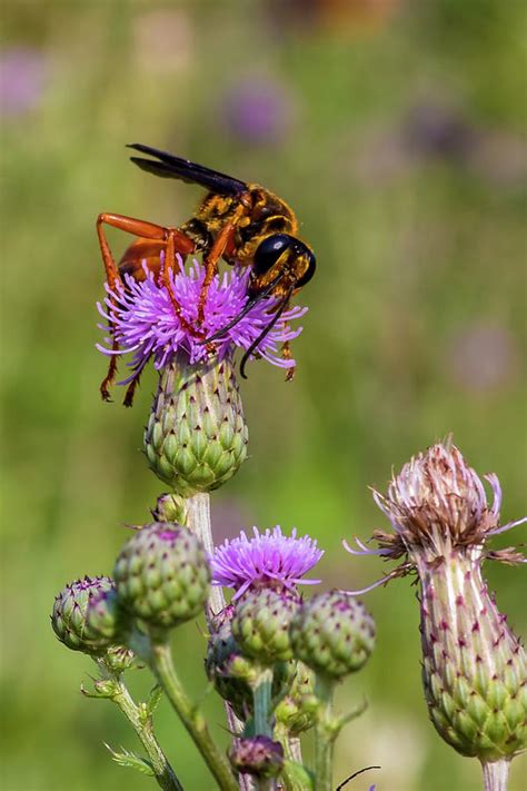 Orange Hornet Photograph by Ron Grafe