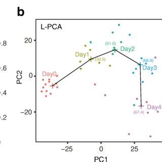 Differentiation of K562 cells to erythroid cells shows a dynamical ...