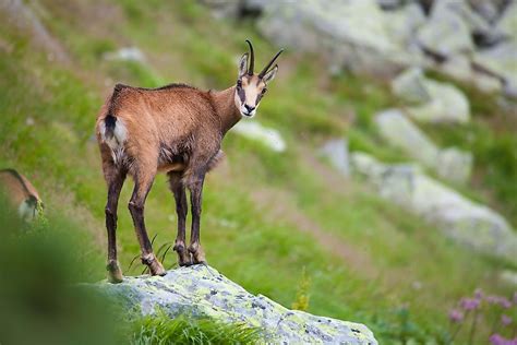 Animals Native to Germany - WorldAtlas