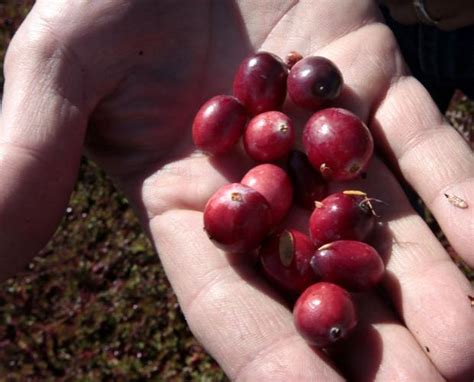 Wisconsin cranberry harvest is up, still tops in the nation