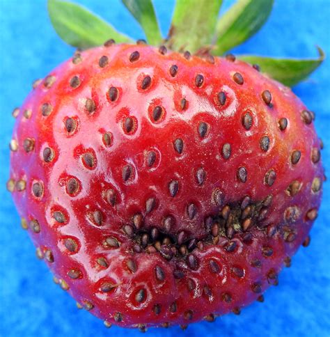 Black seed disease of Strawberry | Vegetable Pathology – Long Island Horticultural Research ...