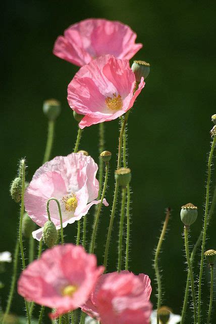 220 Flowers ~ Poppies ideas in 2021 | poppies, flowers, beautiful flowers