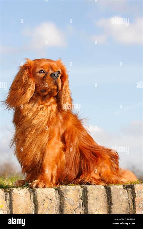 Ruby cavalier king charles spaniel hi-res stock photography and images ...