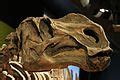 Category:Hadrosaurus fossils - Wikimedia Commons