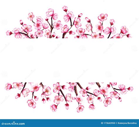 Watercolor Floral Sakura Frame. Spring Cherry Blossom Border, Isolated ...