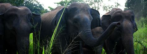 Wasgamuwa National Park, Sri Lanka | Safari Game Drives in Wasgamuwa National park | Wasgamuwa ...