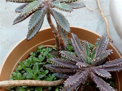 Mother Of Thousands Varieties