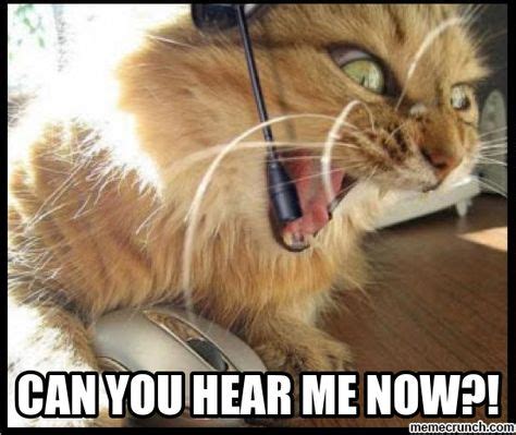 customer service meme | Angry Customer Service Cat May 11 00:30 UTC 2013 | Funny | Funny cat ...