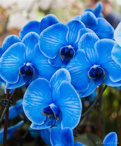 Blue Orchid - Plant & Nature Photos - Neptuno's Photoblog