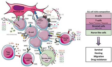 Chronic lymphocytic leukemia: from molecular pathogenesis to novel ...