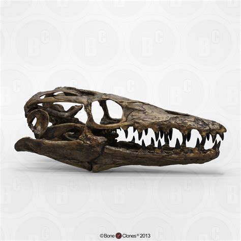 Mosasaur Platecarpus planifrons Skull - Bone Clones, Inc. - Osteological Reproductions