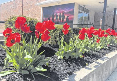 Tulips on parade - Urbana Daily Citizen