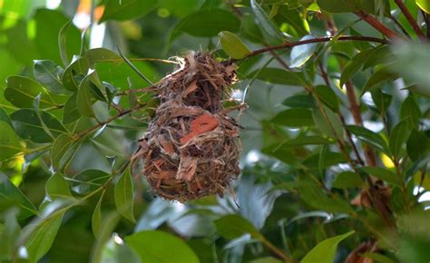 my Gardening Projects: Olive-backed Sunbird making nest