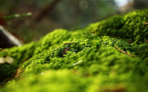 1024x768 resolution | green moss, green, nature HD wallpaper | Wallpaper Flare