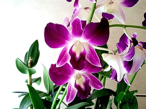 Orchids HD (High definition) Wallpapers ~ Amazing World Gallery