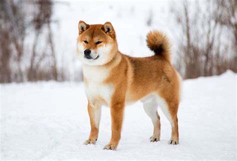 Shiba Inu | Breed, Care, Upkeep, Temperament, Overview, Description ...