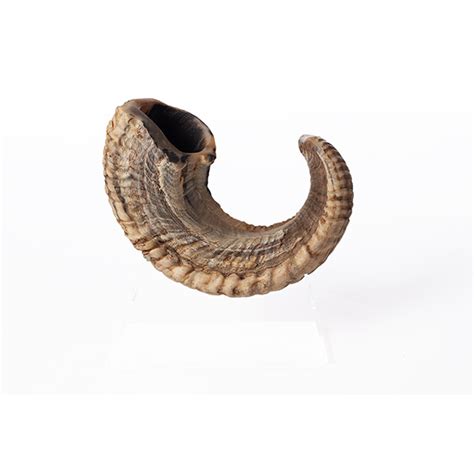 Types of Shofars - Kol Shofar Factory