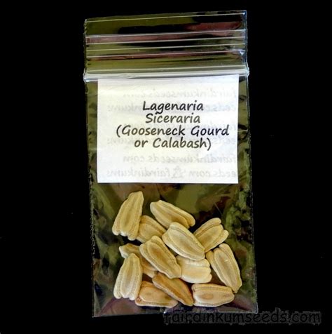 Lagenaria Siceraria Gooseneck Gourd Calabash Seeds | Fair Dinkum Seeds