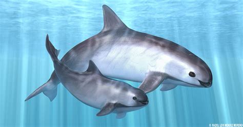 Only 10 vaquita porpoises remain in the world, scientists announce - NationofChange