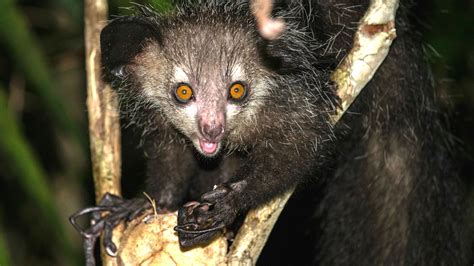 Aye-Aye (Daubentonia madagascariensis)