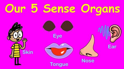 Sense Organs | 5 Sense organs of our Body | Learn Sense Organs for Kids | - YouTube