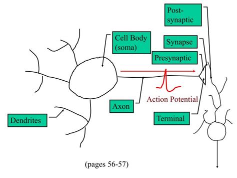 PPT - Cell Body (soma) PowerPoint Presentation, free download - ID:4349126