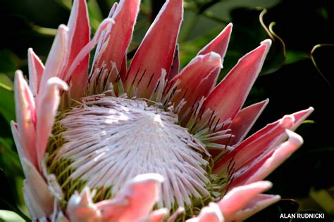 South African Protea Flower Pictures | Best Flower Site