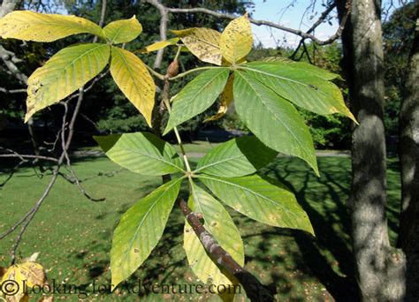 Ohio Buckeye Tree Leaves