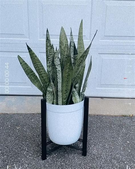 Snake Plant 🌱 [Video] | Plants, House plants, Container plants