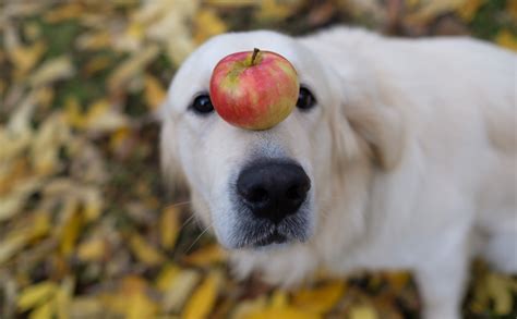 Can Dogs Eat Apples? | BARK