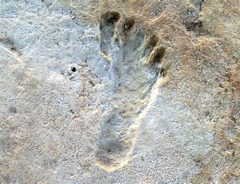 Ancient Footprints Suggest Humans Arrived In Americas During Ice Age - The New York Times