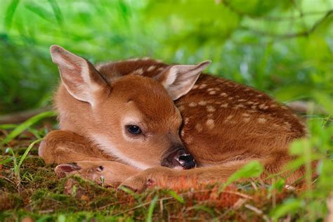 Wallpaper : nature, grass, wildlife, baby animals, fawns, meadow, fauna, mammal, vertebrate ...