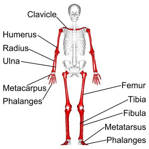 of bone [edit on wikidata] the are those that longer than they wide one five types of there Long ...