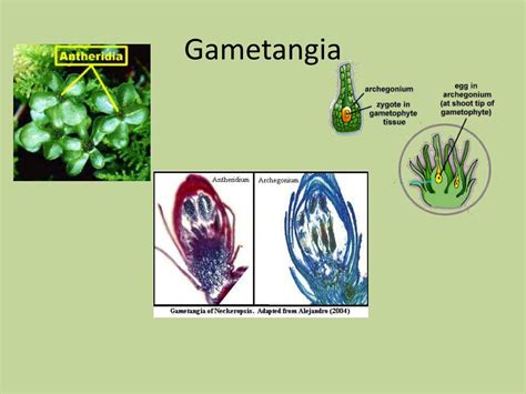 PPT - Kingdom Plantae PowerPoint Presentation, free download - ID:1751589