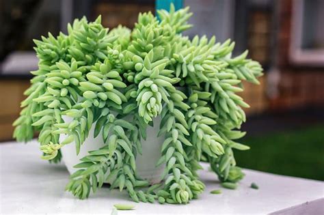 22 Shade Tolerant Succulents To Grow Where Nothing Grows | Balcony Garden Web