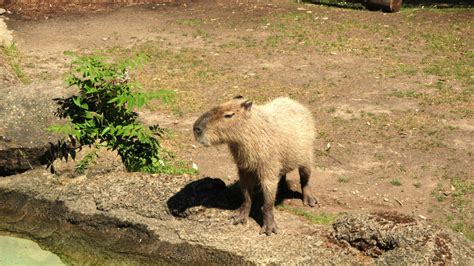 Kölner Zoo