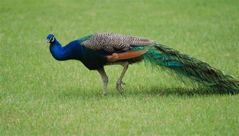 How to Own Peacocks as Pets | Animals - mom.me