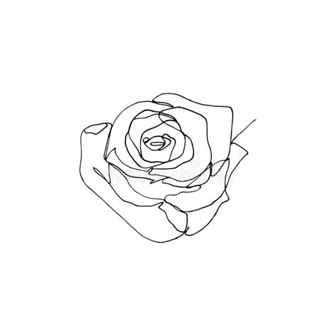 Hand drawn rose flower, one single continuous line drawing. royalty free illustration | Single ...