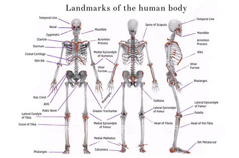 Bali Painting Classes - Anatomy Classes - Bali Drawing Classes by Noella