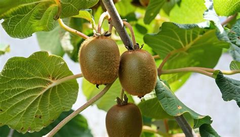 Premium Photo | Kiwi fruits ripening on the tree