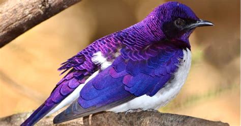 10 Rare Purple Animals - AZ Animals