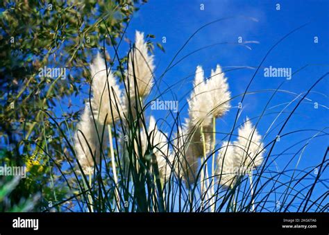 A reflection of the flowering plumes of Pampas Grass, Cortaderia ...