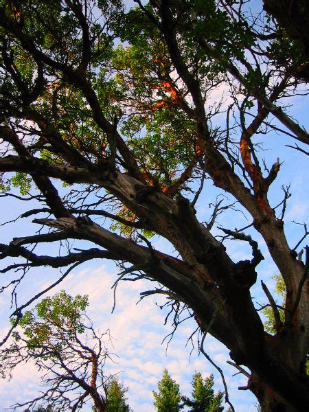 Madrona Tree: A Sculpture Grows - Tall Clover Farm