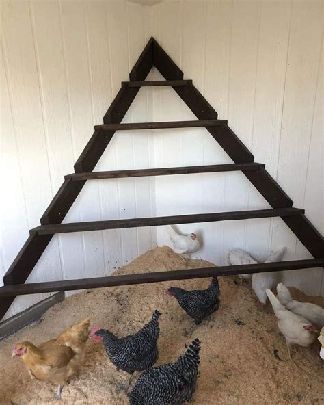 Chicken roosts why it s important to your hens – Artofit