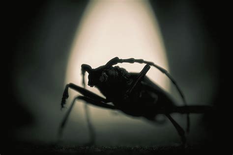 Entomophobia - Fear of Bugs photo poster Photograph by Nordiah - Fine Art America