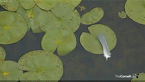 Great blue heron feather. | Images courtesy of The Cornell L… | Flickr