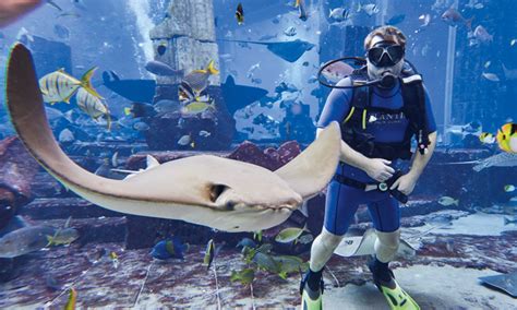 Scubadiving at Atlantis | Things To Do | Time Out Dubai