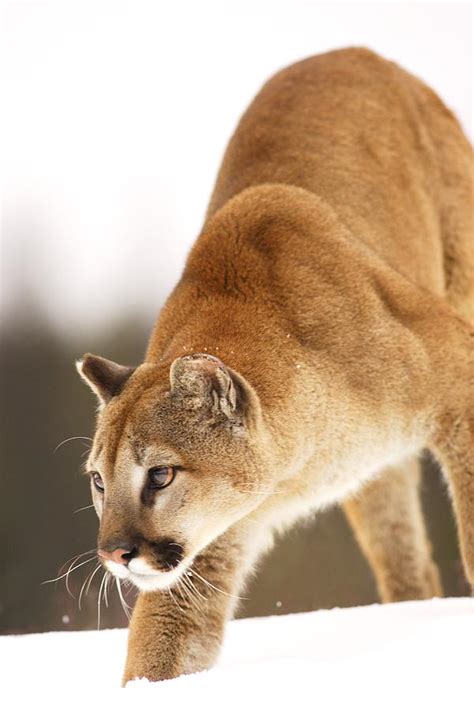 Cougar Hunting Photograph by Richard Wear - Pixels