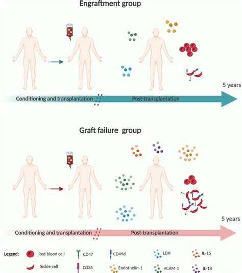 Frontiers | Long-Term Effects of Allogeneic Hematopoietic Stem Cell ...